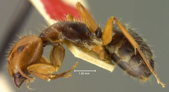 Media type: image; Entomology 21597   Aspect: habitus lateral view